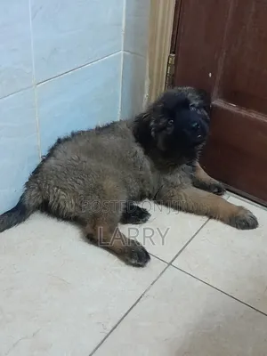 1-3 months Female Purebred Caucasian Shepherd