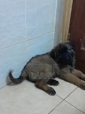 1-3 months Male Purebred Caucasian Shepherd