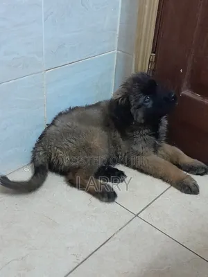 1-3 months Male Purebred Caucasian Shepherd