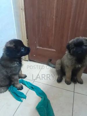 1-3 months Female Purebred Caucasian Shepherd