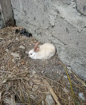 Beautiful Hybrid Bunny
