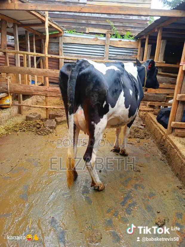 Animals Cow