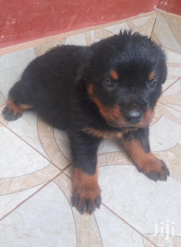 1-3 months Male Purebred Rottweiler - thumbnail 2