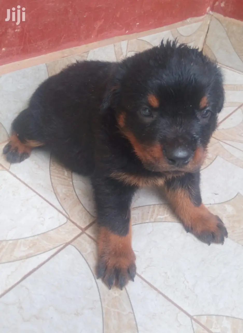 1-3 months Male Purebred Rottweiler