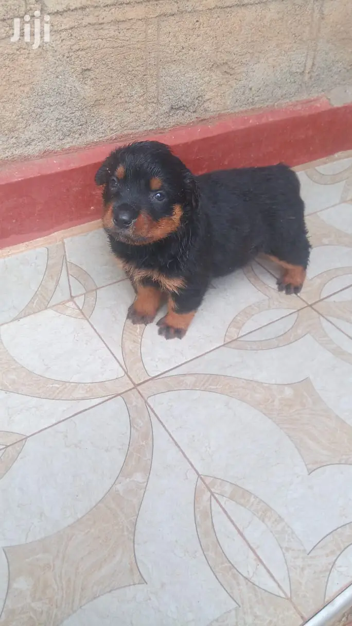 1-3 months Male Purebred Rottweiler