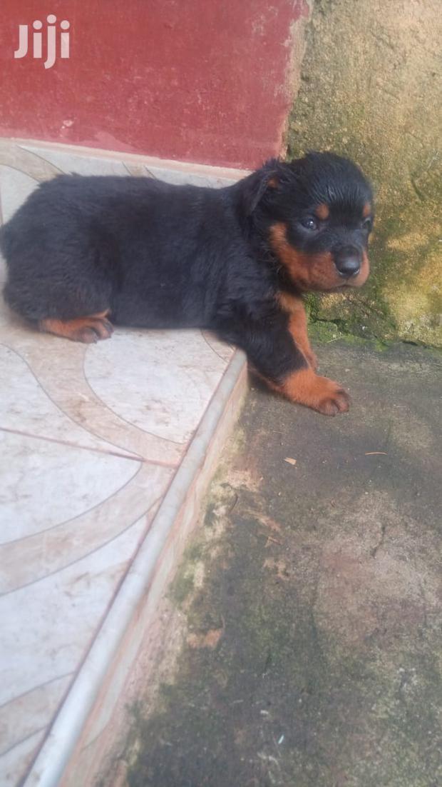 1-3 months Male Purebred Rottweiler - thumbnail 4