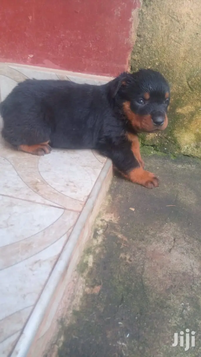 1-3 months Male Purebred Rottweiler