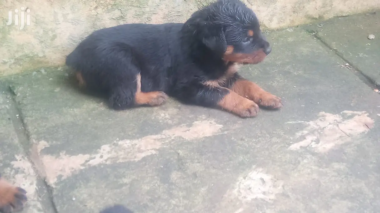 1-3 months Male Purebred Rottweiler