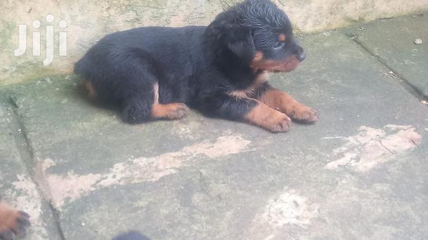1-3 months Male Purebred Rottweiler