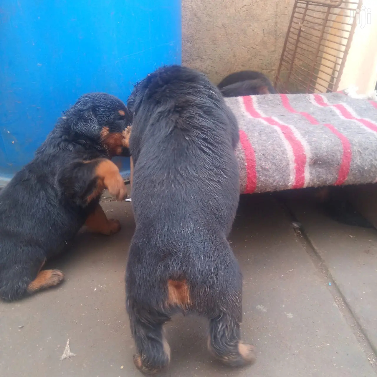 1-3 months Male Purebred Rottweiler