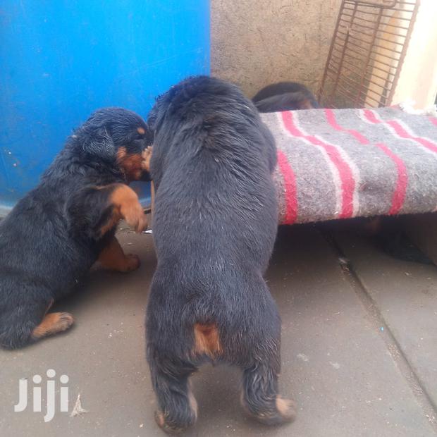 1-3 months Male Purebred Rottweiler - thumbnail 5