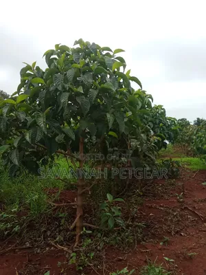 Trichanthera Gigantea, Madre De Agua or Nacedero Fodder Seedlings