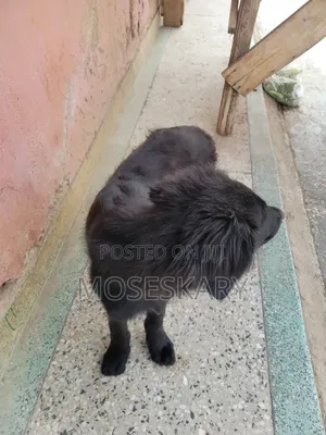 3-6 months Male Mixed Breed Golden Retriever