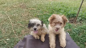 1-3 months Female Purebred Maltese