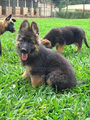3-6 months Female Purebred German Shepherd