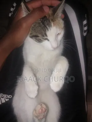 1-3 months Female Mixed Breed Cat