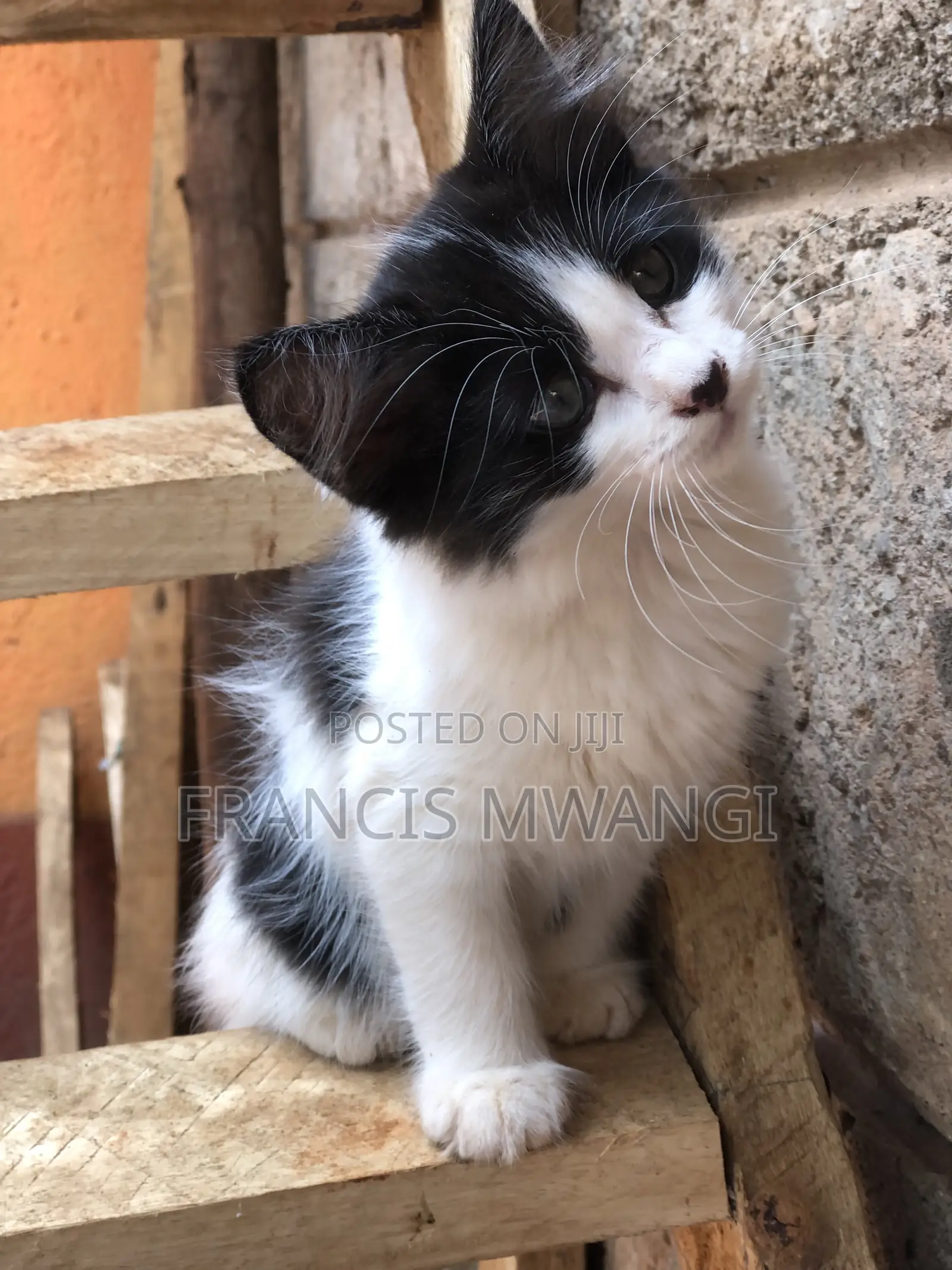 1-3 months Male Mixed Breed Cat