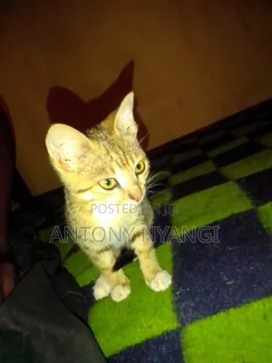 1-3 months Female Purebred Tabby