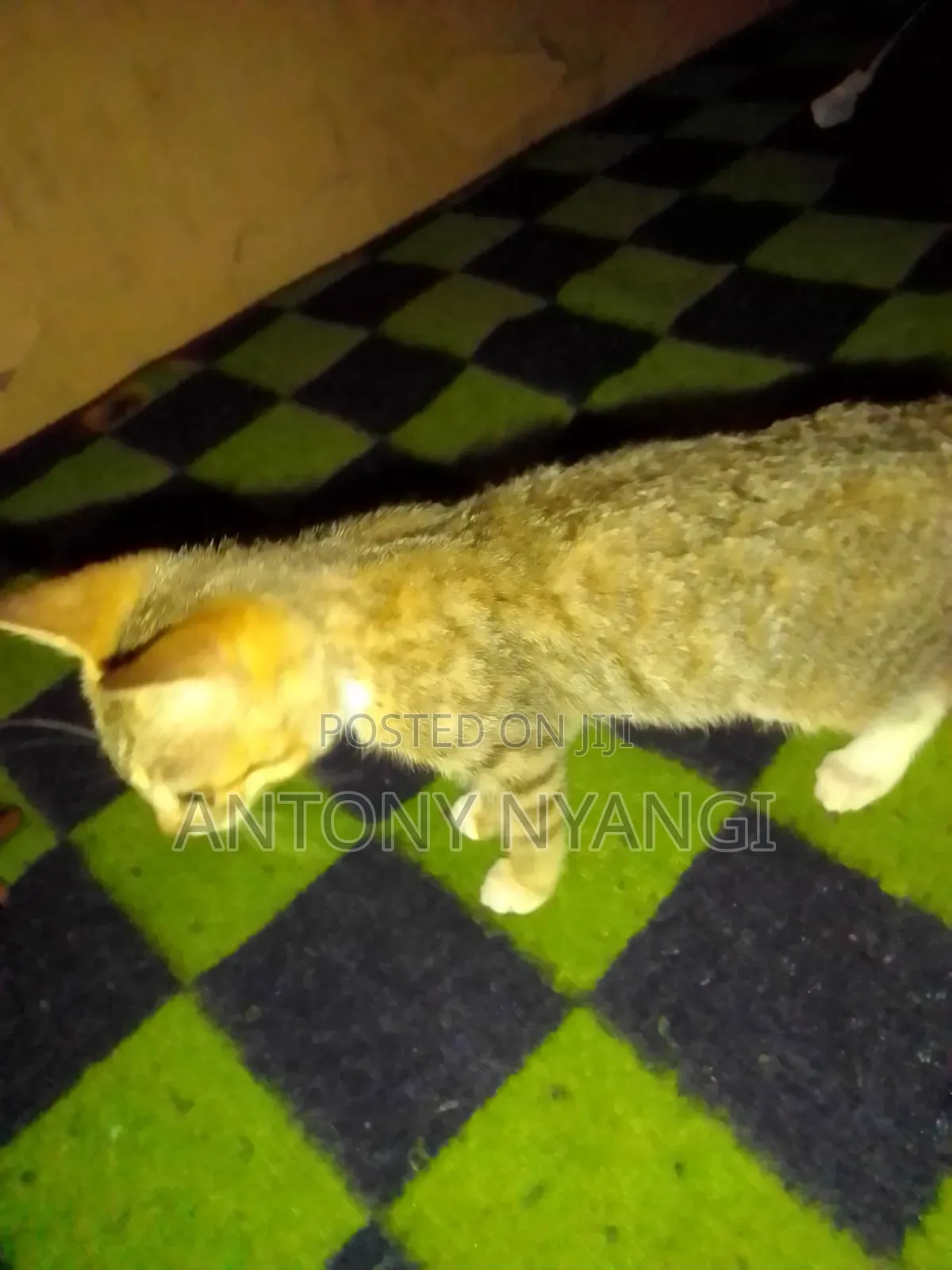 1-3 months Female Purebred Tabby