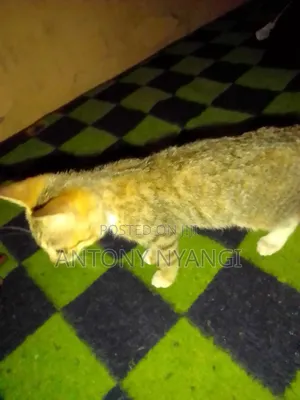 1-3 months Female Purebred Tabby