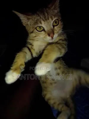 1-3 months Female Purebred Tabby