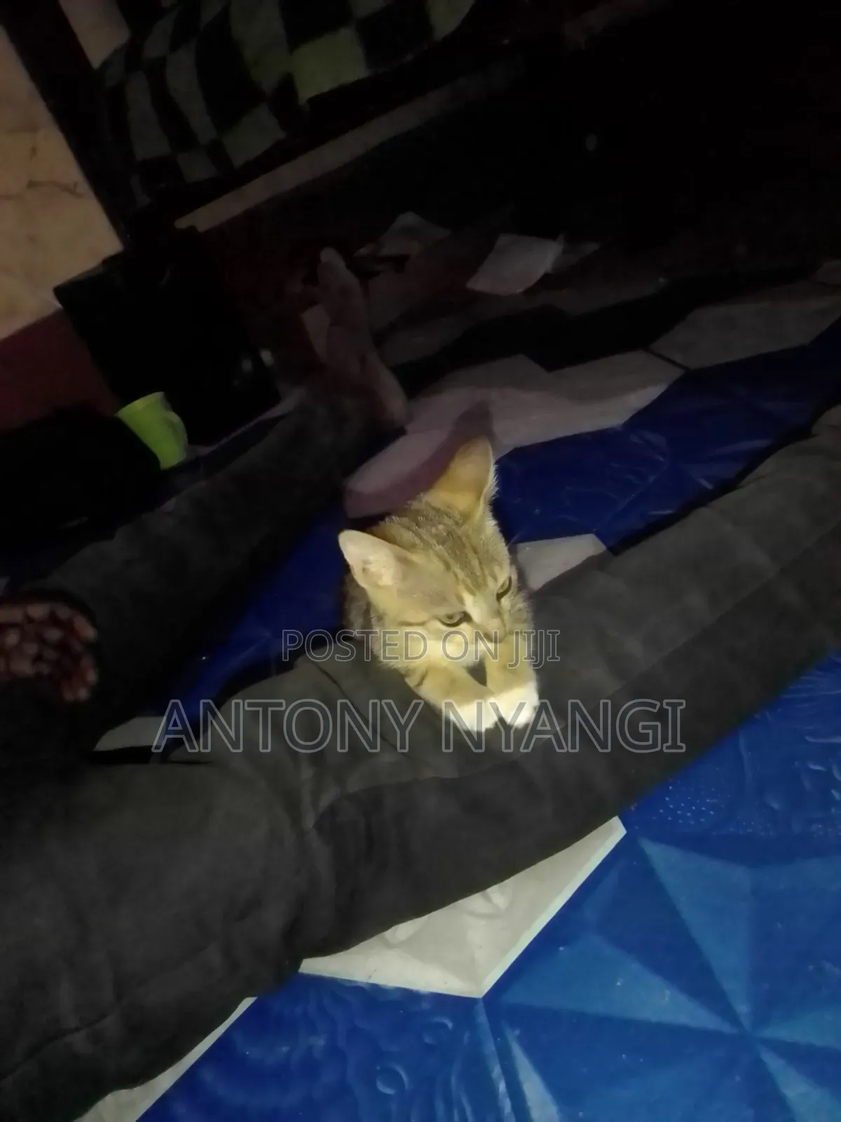 1-3 months Female Purebred Tabby