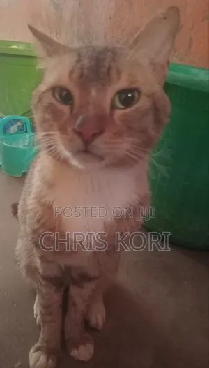 1+ year Male Mixed Breed Cat