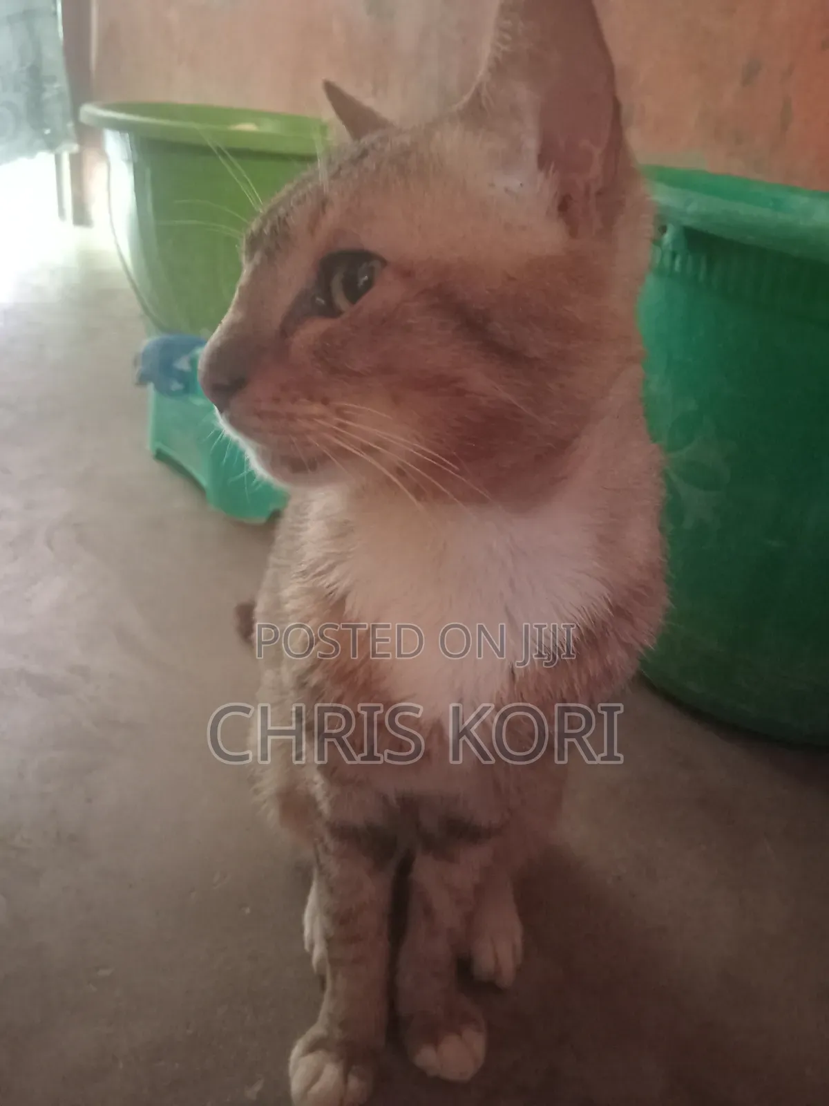1+ year Male Mixed Breed Cat