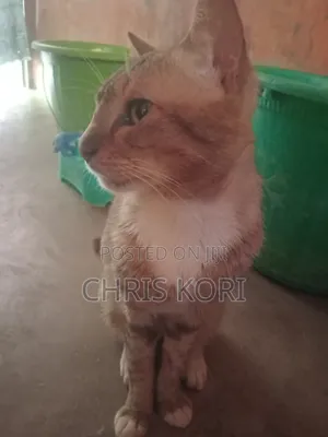 1+ year Male Mixed Breed Cat