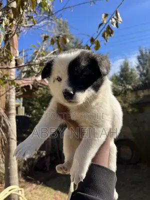 1-3 months Male Mixed Breed Border Collie
