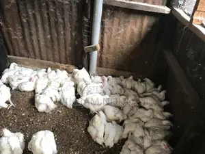 Broiler Chicken for Sale Tigoni