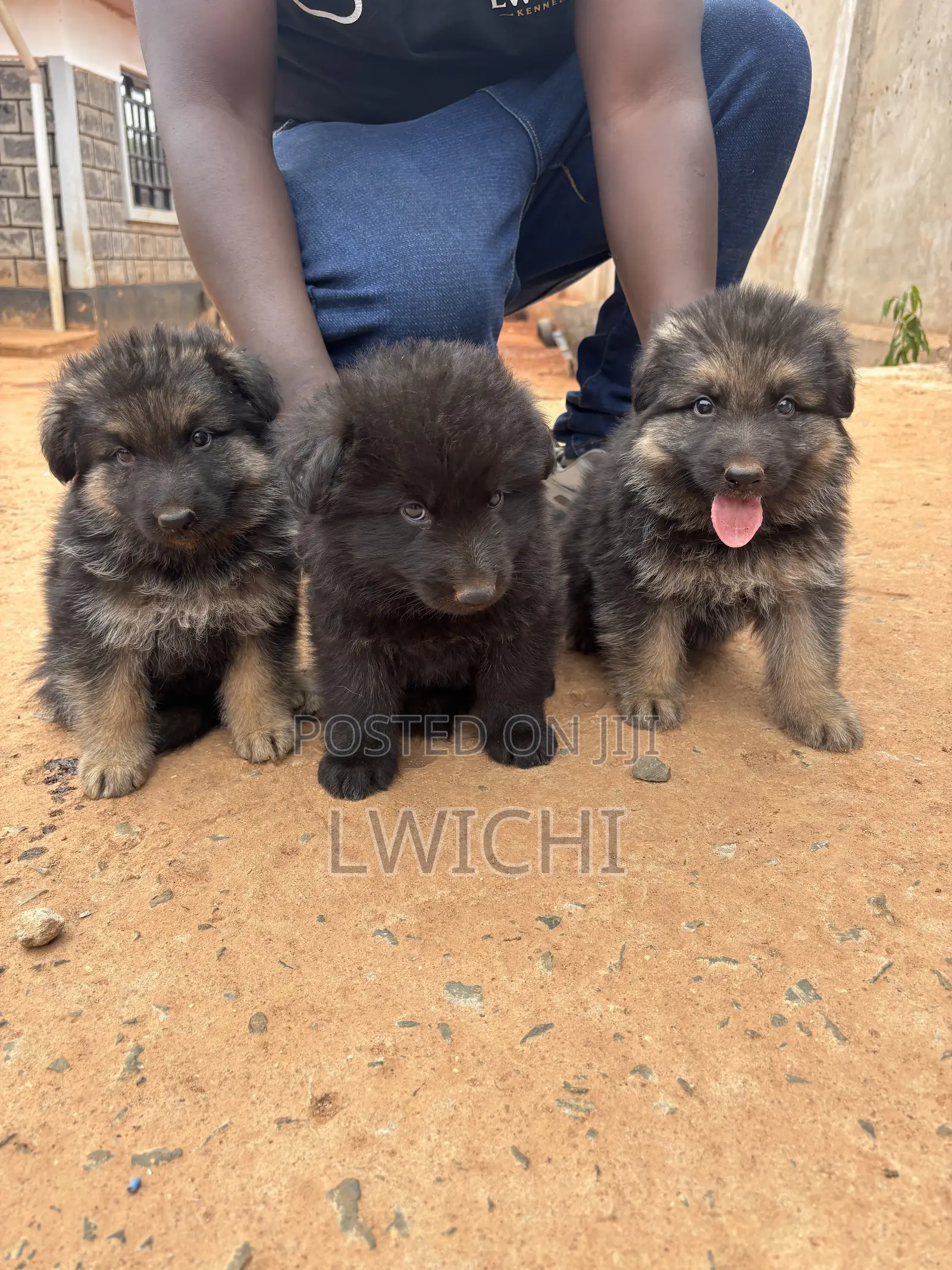 1-3 months Male Purebred German Shepherd