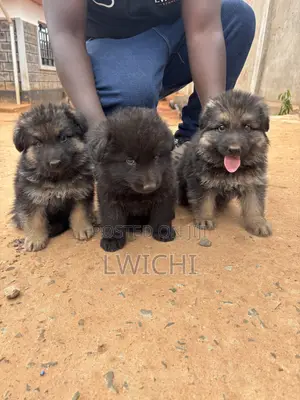 1-3 months Male Purebred German Shepherd