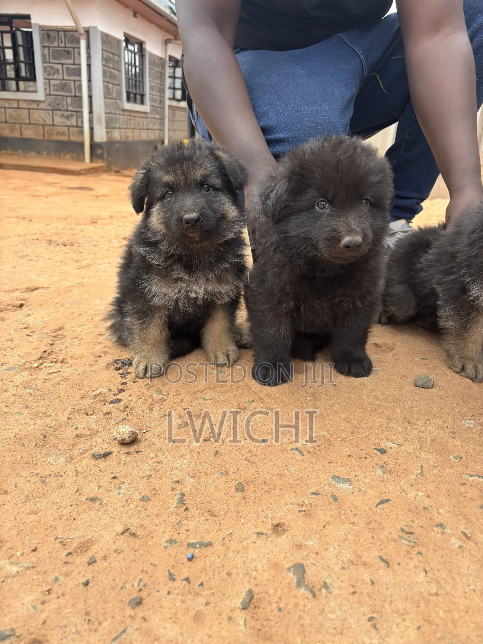 1-3 months Male Purebred German Shepherd