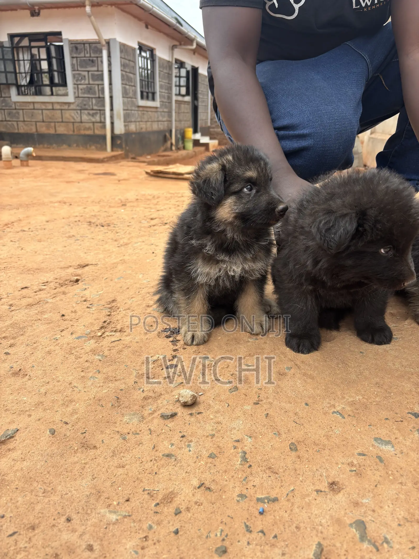 1-3 months Male Purebred German Shepherd