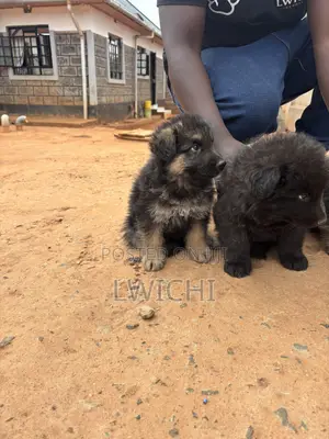 1-3 months Male Purebred German Shepherd