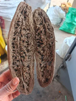 Dried Sausage Tree (Kigelia Africana) Fruit, Muratina or Kiiratina
