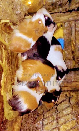 Guinea Pig
