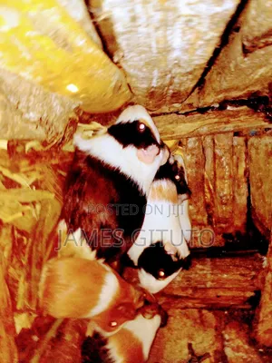 Guinea Pig