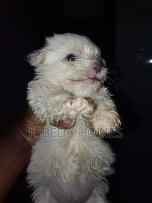 1-3 months Male Mixed Breed Maltese