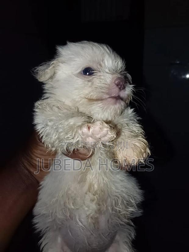 1-3 months Male Mixed Breed Maltese