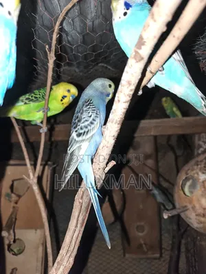 Budgie on Sale