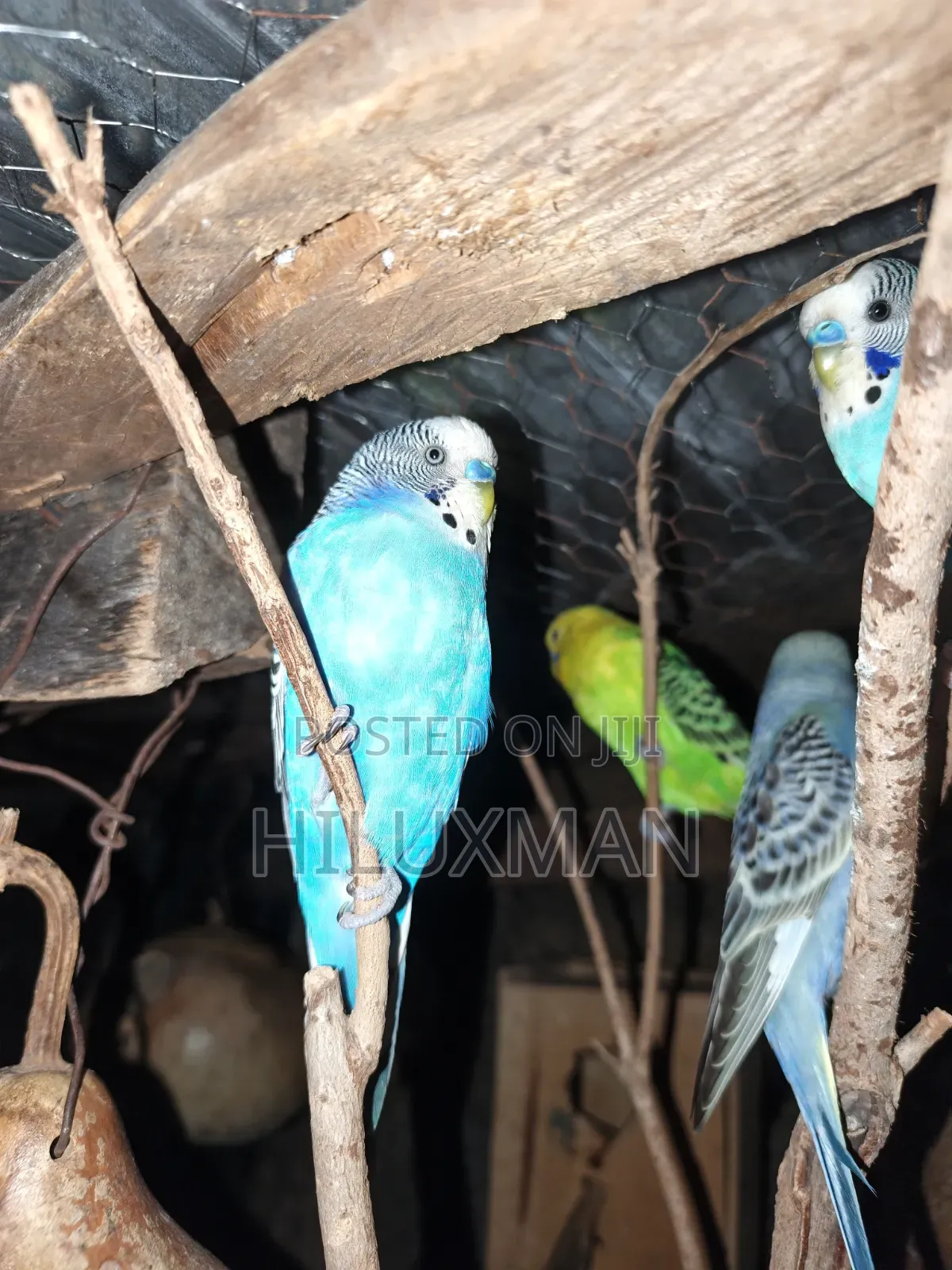 Budgie on Sale