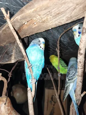 Budgie on Sale