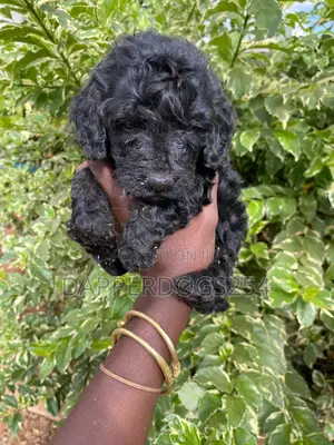 1-3 months Male Purebred Cockapoo