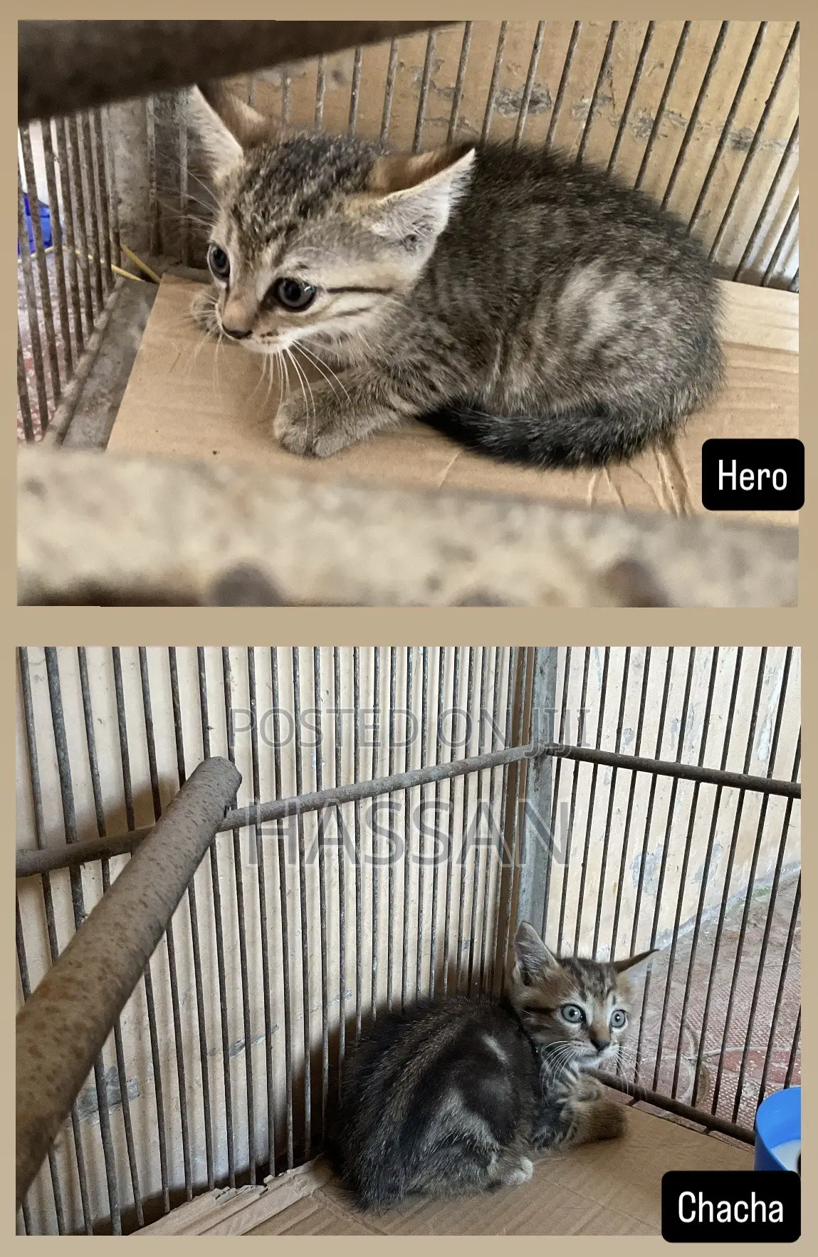 0-1 month Male Purebred Cat
