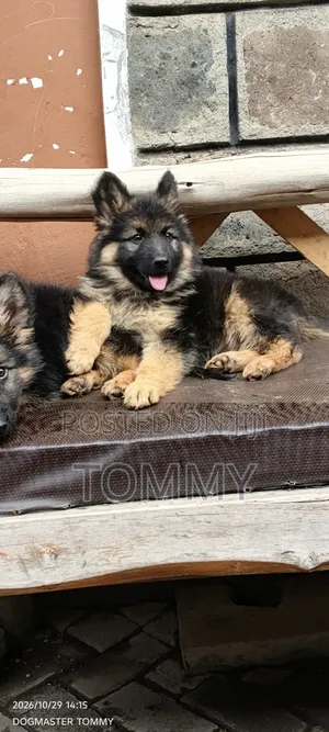 1-3 months Female Purebred German Shepherd