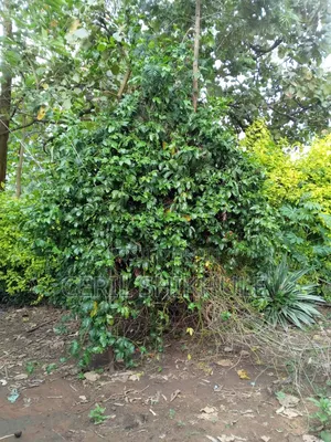 Commercial Plot