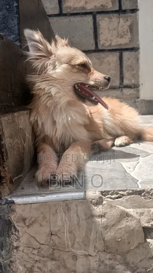 3-6 months Female Mixed Breed Chihuahua