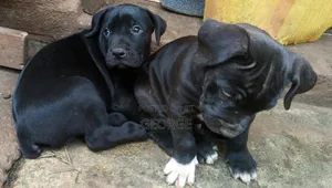 3-6 months Male Purebred Boerboel